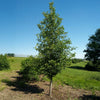 Tupelo Tower™ Black Gum Tree