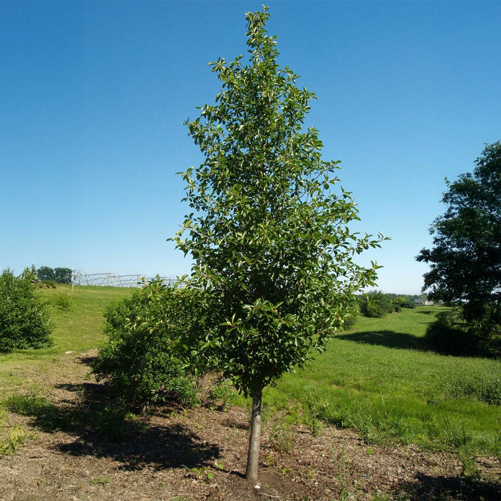 Tupelo Tower™ Black Gum Tree