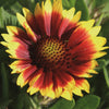 Arizona Sun Gaillardia Plant