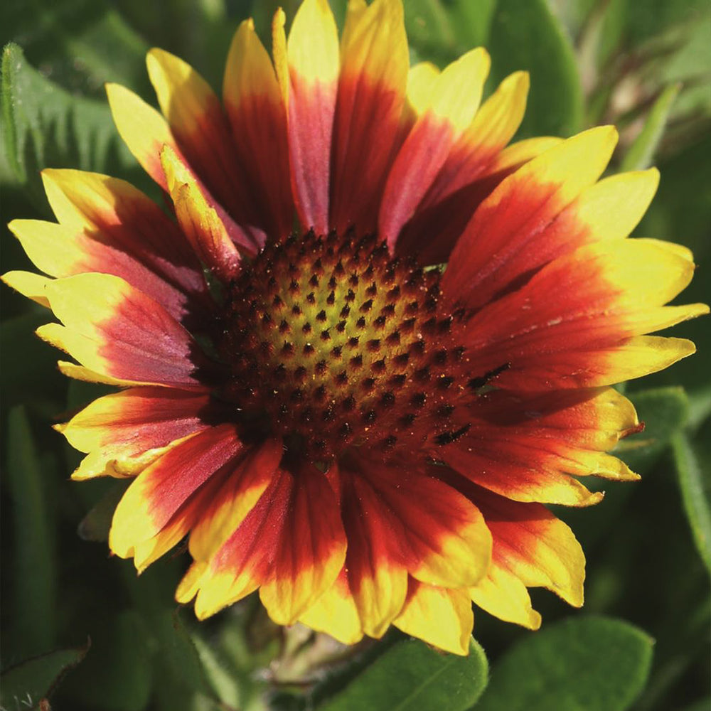 Arizona Sun Gaillardia Plant
