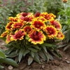 Arizona Sun Gaillardia Plant