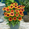 Arizona Sun Gaillardia Plant