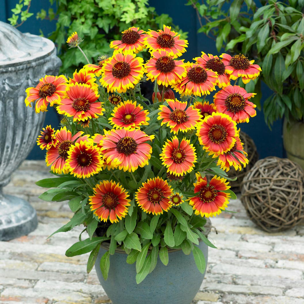 Arizona Sun Gaillardia Plant