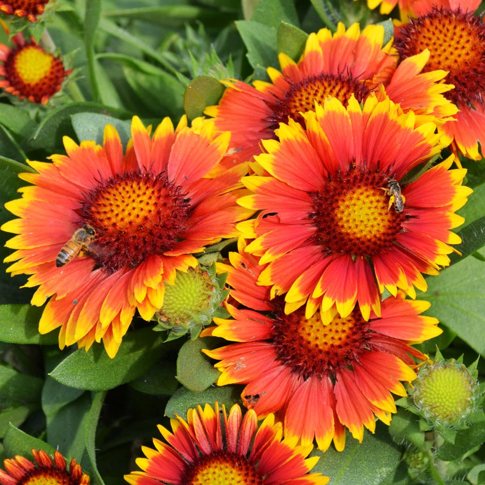 Arizona Sun Gaillardia Plant