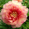 Garden Candy® Simply Scrumptious™ Itoh Peony Plant