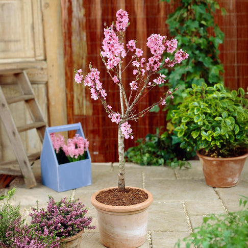 Garden Delight Nectarine Tree