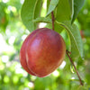 Garden Delight Nectarine Tree