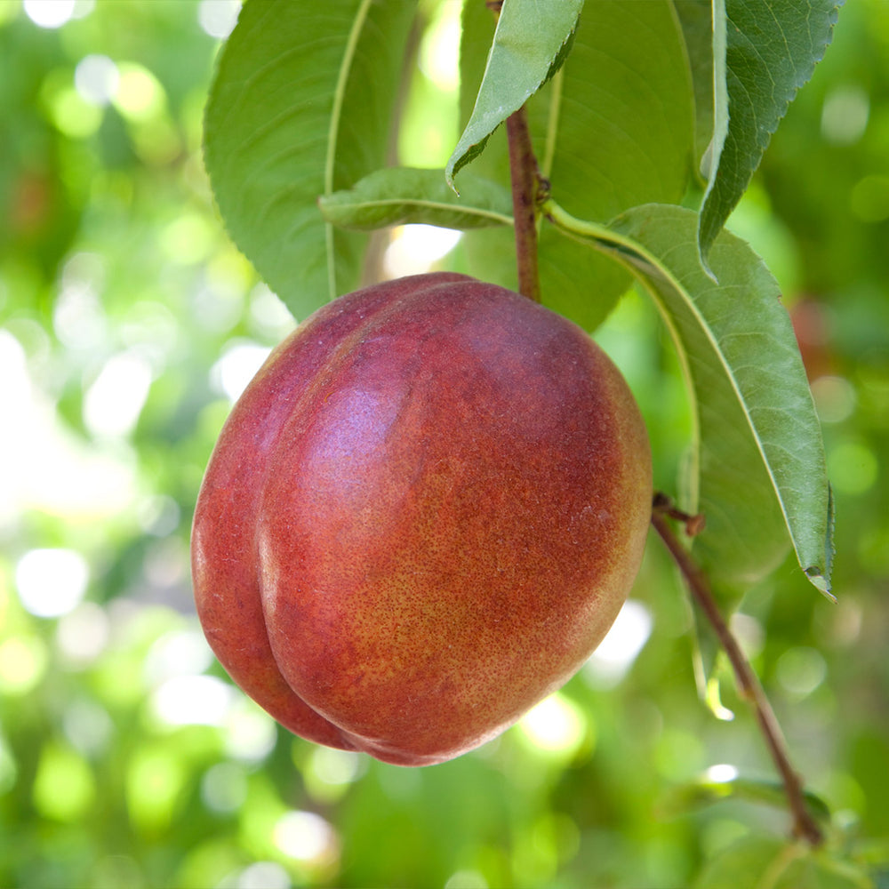 Garden Delight Nectarine Tree