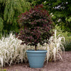 Garden Gems® Amethyst Redbud Tree