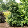 Garden Gems Emerald Falls Redbud Tree