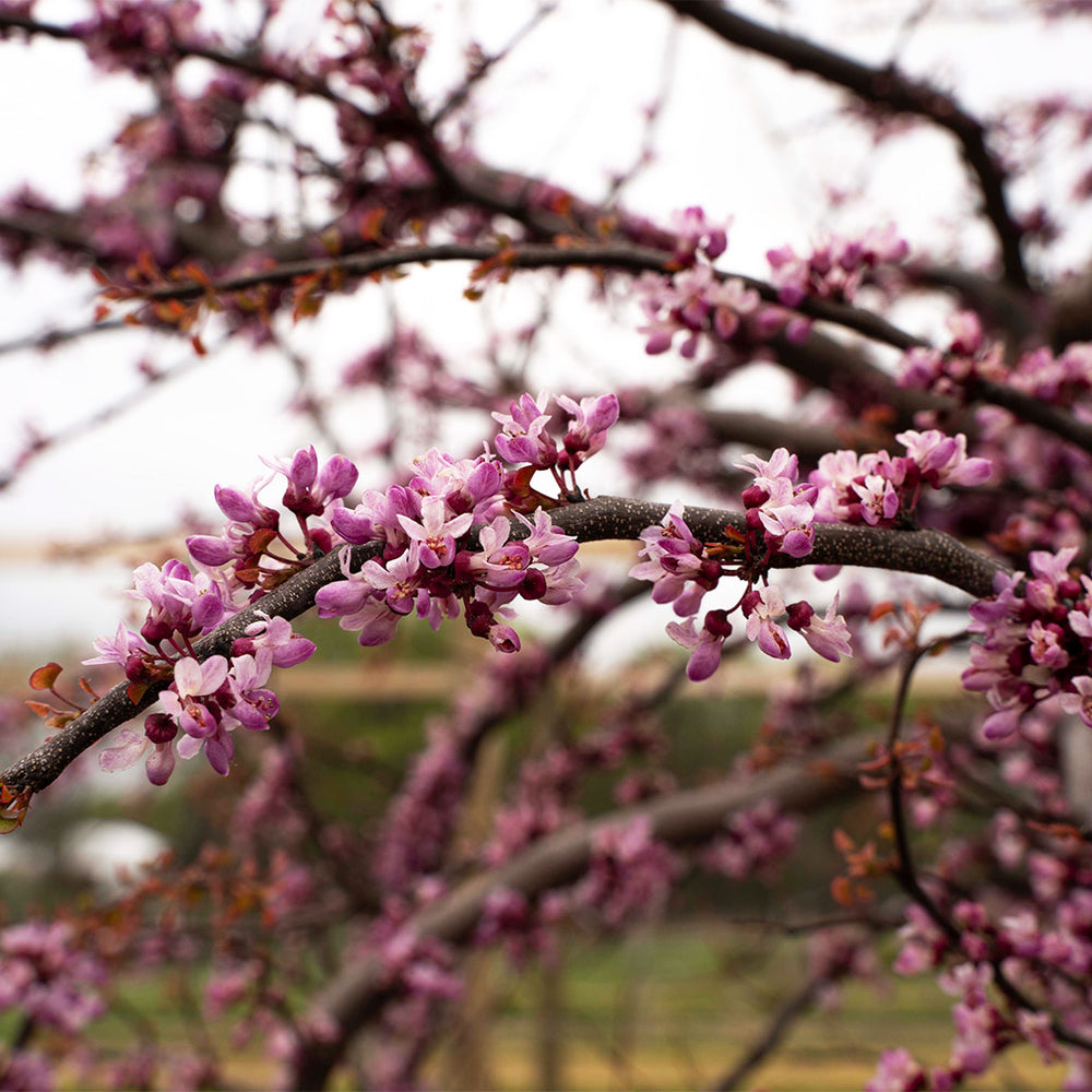 Garden Gems Emerald Falls Redbud Tree