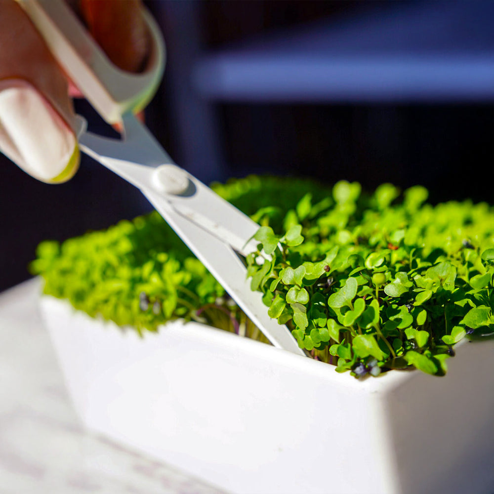 Gardenuity® Microgreens Desktop Garden Starter Kit