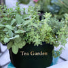 Gardenuity® Tea Garden Kit with Tea Brewer Mug