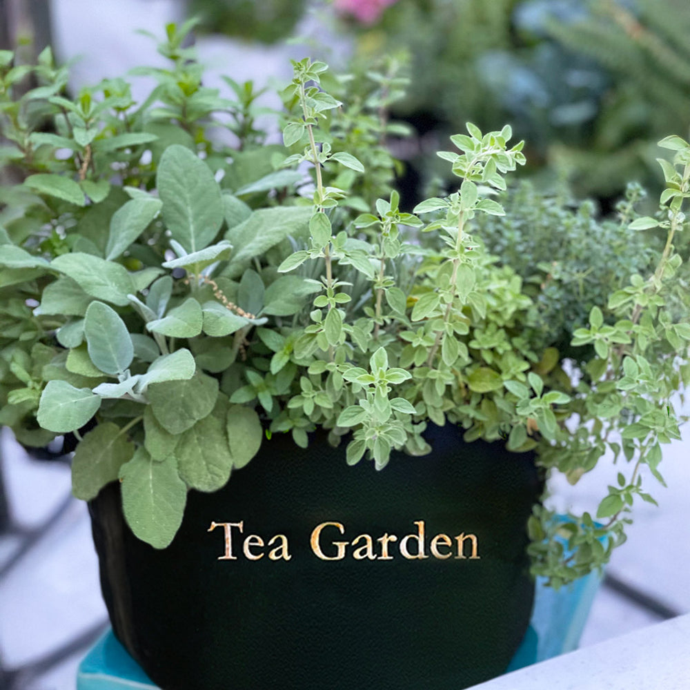 Gardenuity® Tea Garden Kit with Tea Brewer Mug