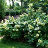 Proven Winners® Gatsby Glow Ball™ Oakleaf Hydrangea