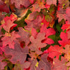 Proven Winners® Gatsby Glow Ball™ Oakleaf Hydrangea