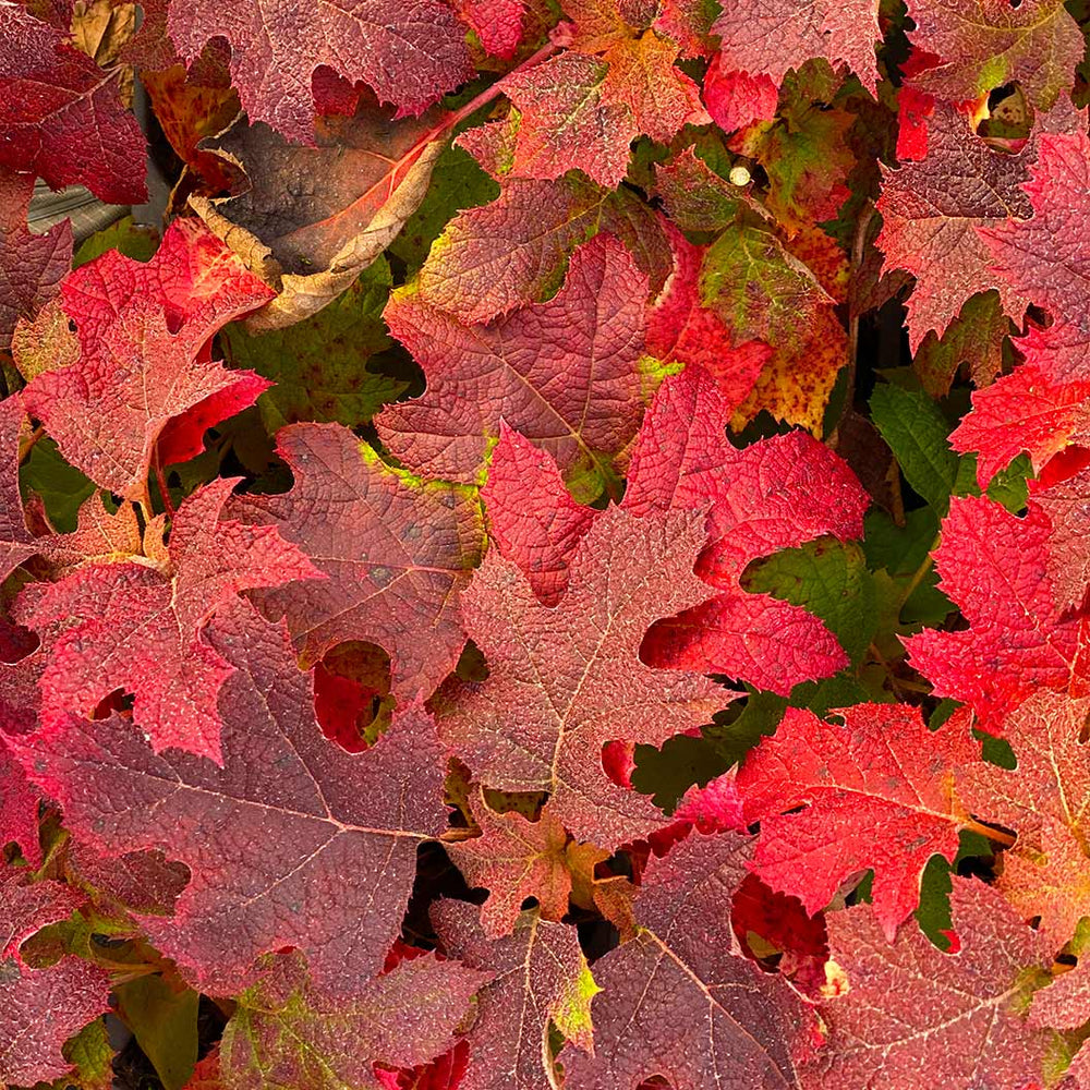 Proven Winners® Gatsby Glow Ball™ Oakleaf Hydrangea