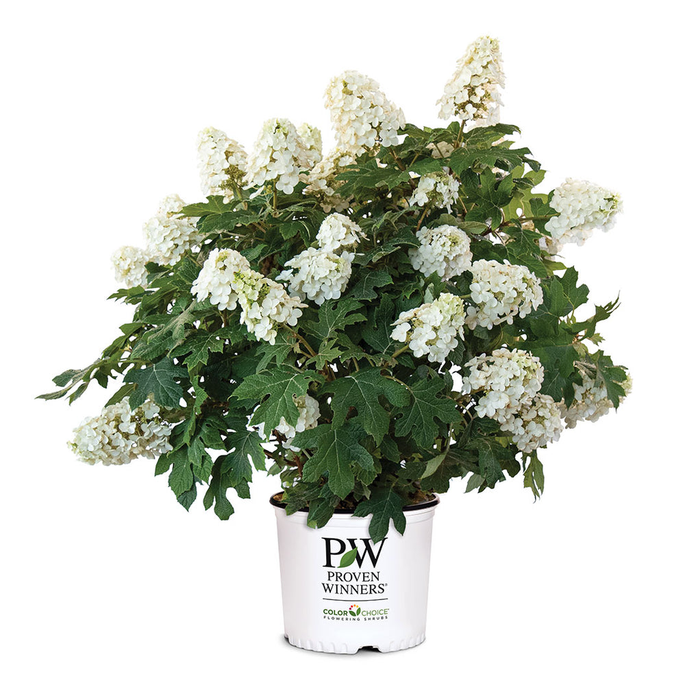 Proven Winners® Gatsby Glow Ball™ Oakleaf Hydrangea