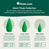 Junior Giant Thuja Tree