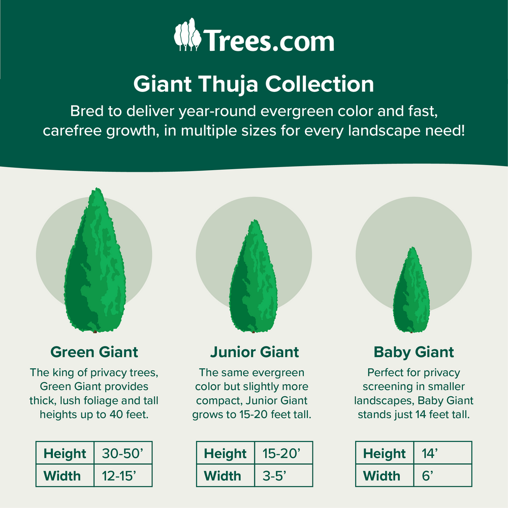 Junior Giant Thuja Tree