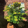 Gilded Hearts® Texas Redbud Tree