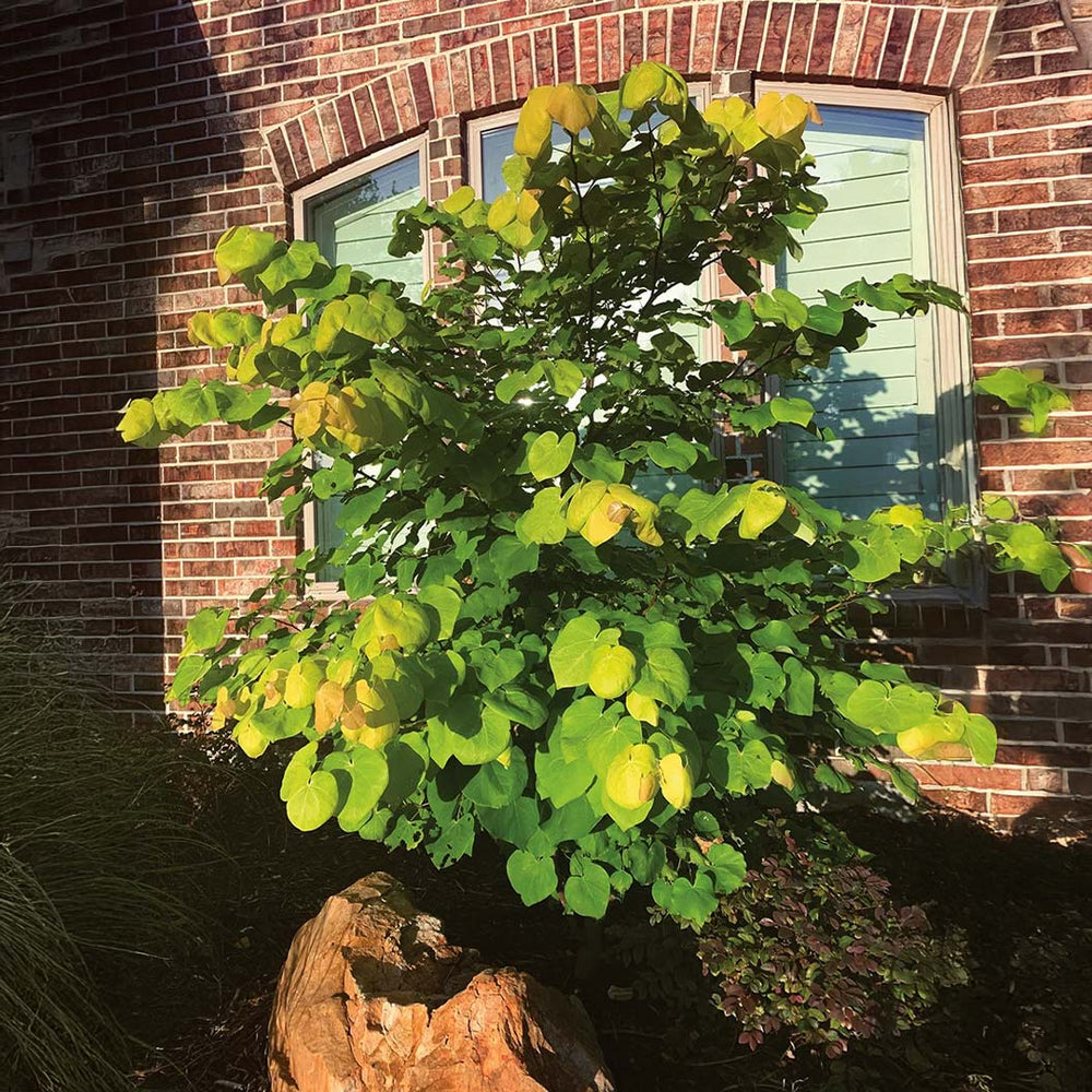 Gilded Hearts® Texas Redbud Tree