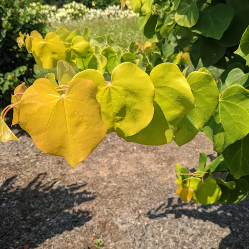 Gilded Hearts® Texas Redbud Tree