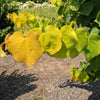 Gilded Hearts® Texas Redbud Tree