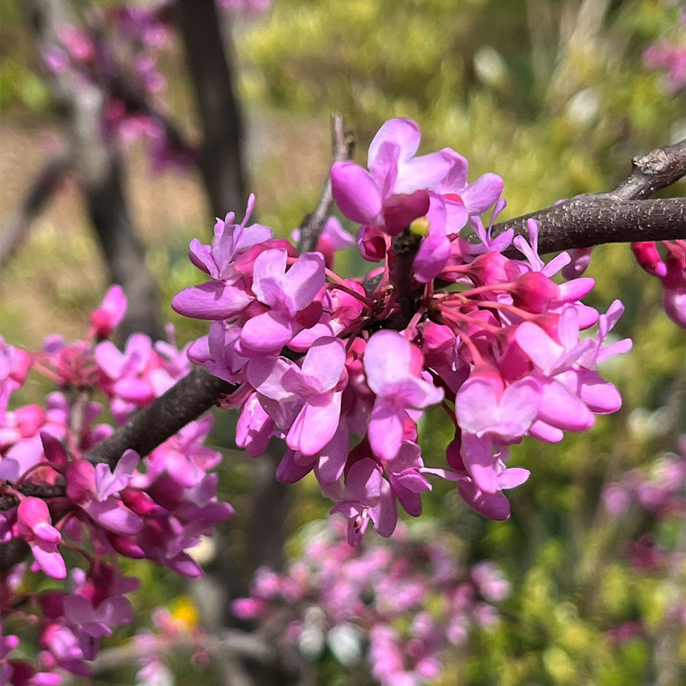 Gilded Hearts® Texas Redbud Tree