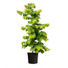 Gilded Hearts® Texas Redbud Tree