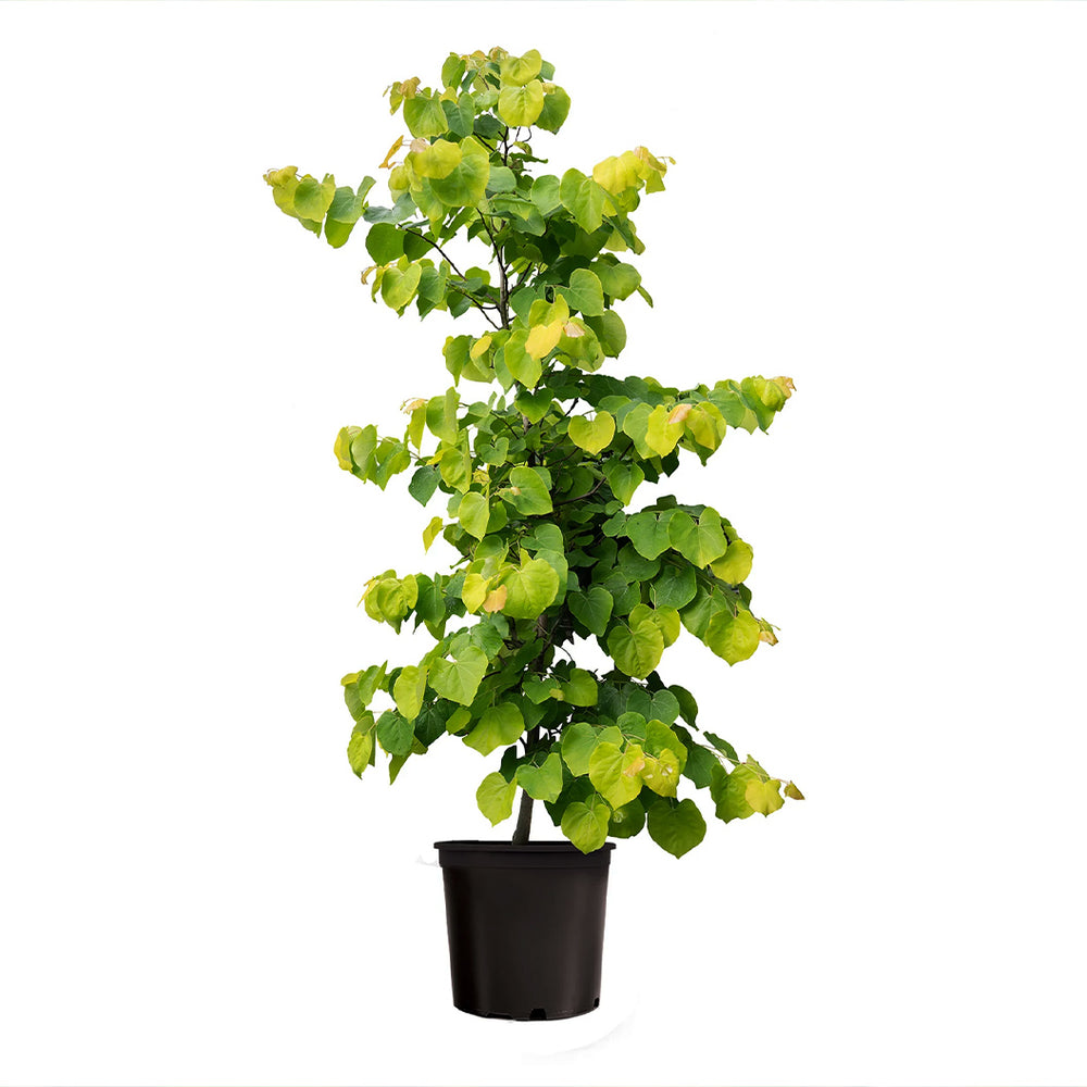 Gilded Hearts® Texas Redbud Tree