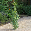 Proven Winners® Skinny Fit® Ginkgo Tree