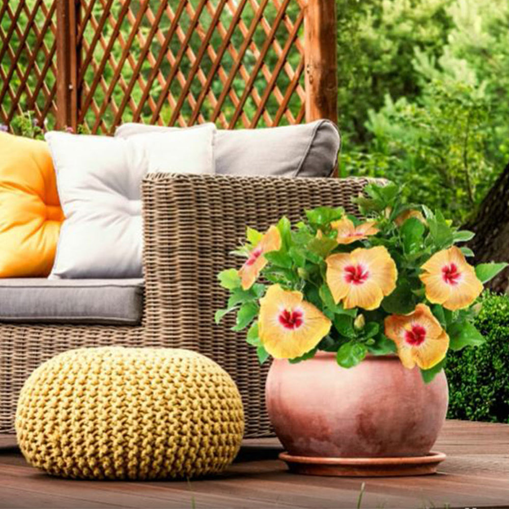 Proven Winners® Golden Globe™ Hollywood® Hibiscus