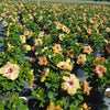 Proven Winners® Golden Globe™ Hollywood® Hibiscus