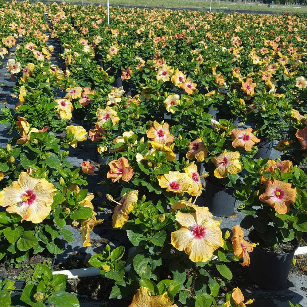 Proven Winners® Golden Globe™ Hollywood® Hibiscus