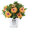 Proven Winners® Golden Globe™ Hollywood® Hibiscus