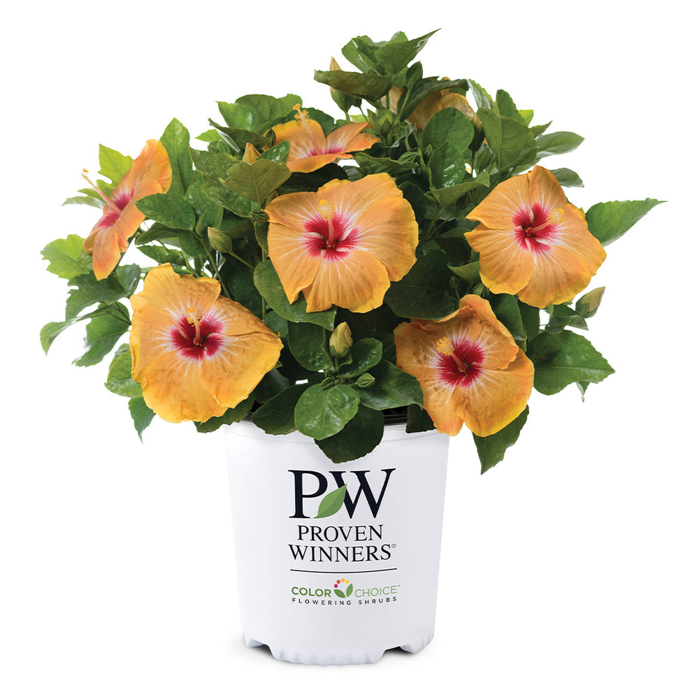 Proven Winners® Golden Globe™ Hollywood® Hibiscus