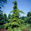 Golden Deodar Cedar Tree