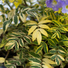 Better Versions® Golden Feathers Polemonium Plant