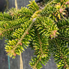 Golden Glow Korean Fir Tree