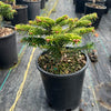 Golden Glow Korean Fir Tree
