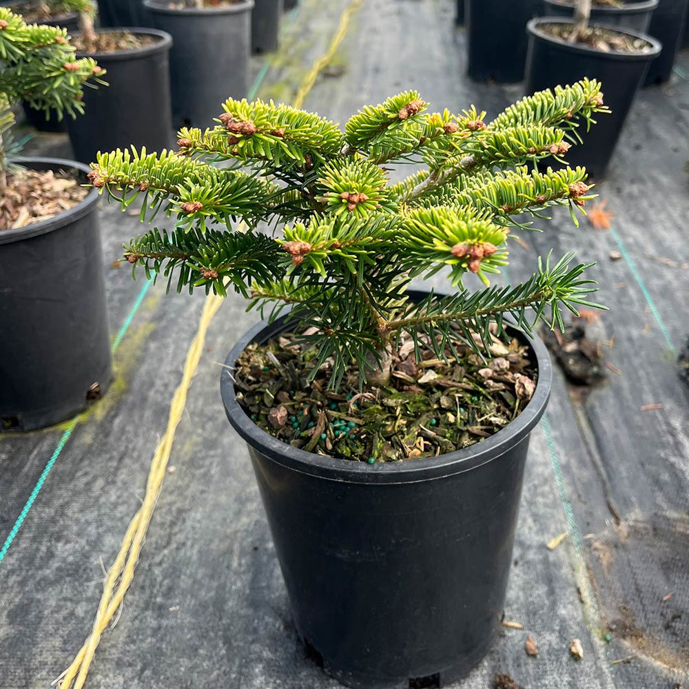 Golden Glow Korean Fir Tree