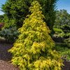 Golden Splendor Canadian Hemlock Tree