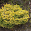 Golden Spreader Nordmann Fir Plant