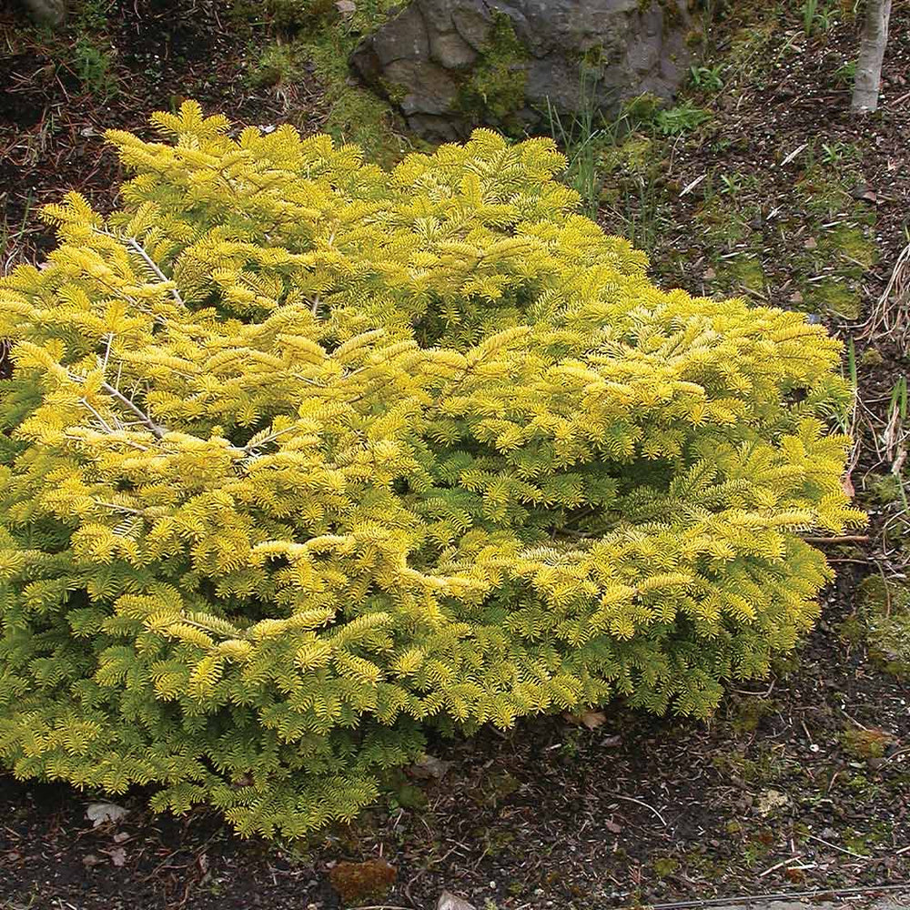 Golden Spreader Nordmann Fir Plant