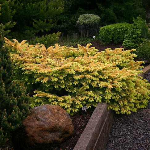 Golden Spreader Nordmann Fir Plant