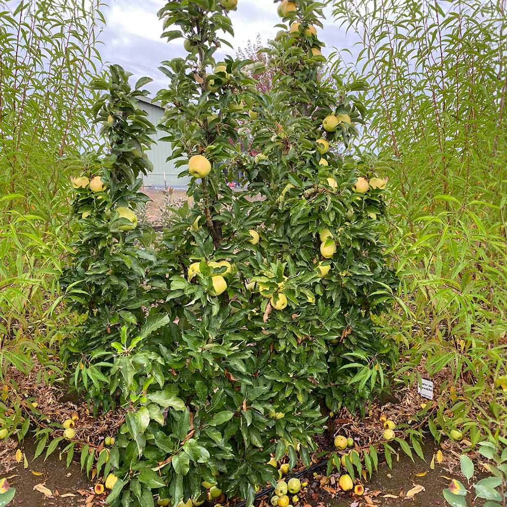 Fruit Snacks® Golden Treat™ Columnar Apple Tree