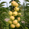 Fruit Snacks® Golden Treat™ Columnar Apple Tree