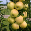 Fruit Snacks® Golden Treat™ Columnar Apple Tree