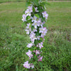 Fruit Snacks® Golden Treat™ Columnar Apple Tree